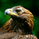danieagle