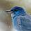 ornithophile